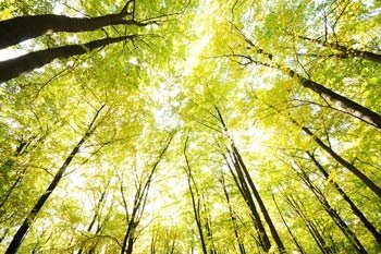 La-ronde-des-Archanges---Printemps La ronde des Archanges - Printemps