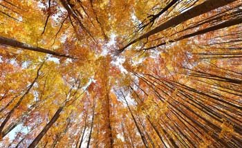 --La-ronde-des-Archanges---automne - La ronde des Archanges - Autonme