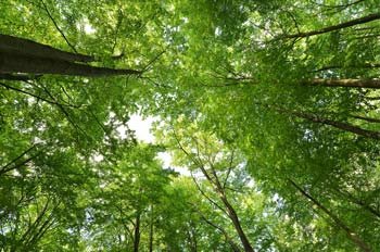 --La-ronde-des-Archanges---été La ronde des Archanges - Été